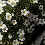 Androsace pubescens Habit