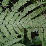 Arthropteris monocarpa Φύλλο