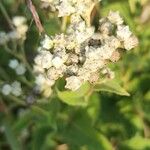 Parthenium integrifolium Kukka