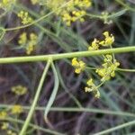 Bupleurum fruticescens 花