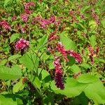 Persicaria orientalis Агульны выгляд