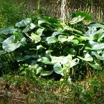 Philodendron giganteum Leaf