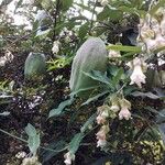 Araujia sericifera Frukt