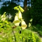 Digitalis lutea Blüte
