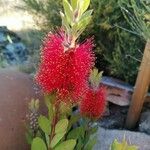 Callistemon citrinusLorea