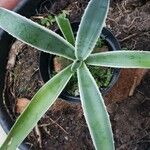 Agave vivipara Folio