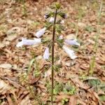 Salvia lyrata Blüte