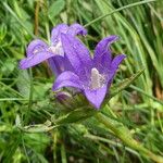Campanula glomerata Flor