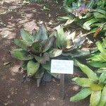 Neoregelia farinosa Costuma