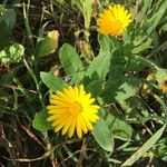 Calendula arvensisFlower