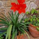 Cyrtanthus elatus Leaf