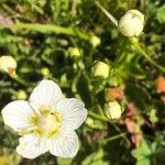 Parnassia palustrisFlower