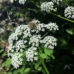 Chaerophyllum hirsutum മറ്റ്