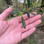 Bursaria spinosa 葉