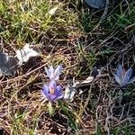 Crocus corsicus Flower