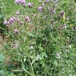 Cirsium arvense Habit