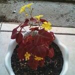 Oxalis hedysaroides Цветок