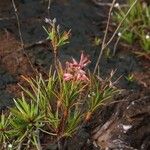 Dracophyllum balansae অভ্যাস