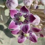 Calotropis proceraFlor