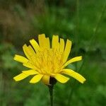 Crepis pyrenaica 花