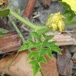 Citrullus lanatus Leaf