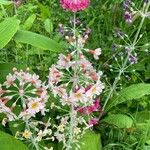 Primula bulleyana Flower