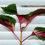 Coleus scutellarioides Leaf