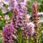 Liatris spicata 花