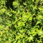 Symphyotrichum oblongifolium Bark