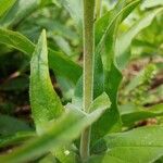 Penstemon pallidus Outro