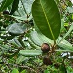 Noronhia emarginata Fruit