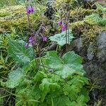 Primula matthioli Habit