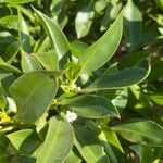 Myoporum laetum Blad