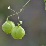 Cardiospermum halicacabum Blatt