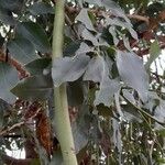 Cassia fistula Fruit