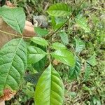 Swietenia mahagoni Ліст