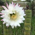 Echinopsis schickendantzii Flor