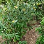 Buddleja × weyeriana Habitus