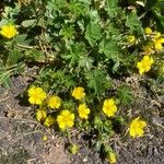 Potentilla verna Sonstige