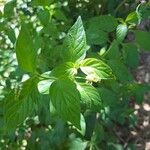 Heliotropium angiospermum Blad