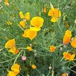 Eschscholzia californica Цветок