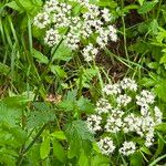 Chaerophyllum hirsutumLorea