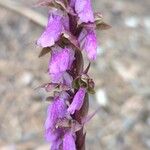 Orchis spitzelii Квітка