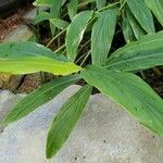 Hedychium thyrsiforme Hoja