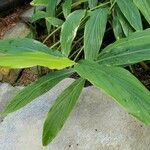 Hedychium thyrsiforme Frunză