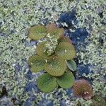 Salvinia minima Celota