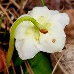 Moneses uniflora Flower