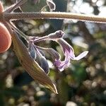 Hyptidendron canum Flower