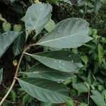 Rothmannia whitfieldii Leaf