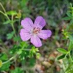 Geranium viscosissimum Kukka